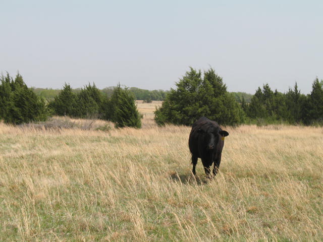 cows