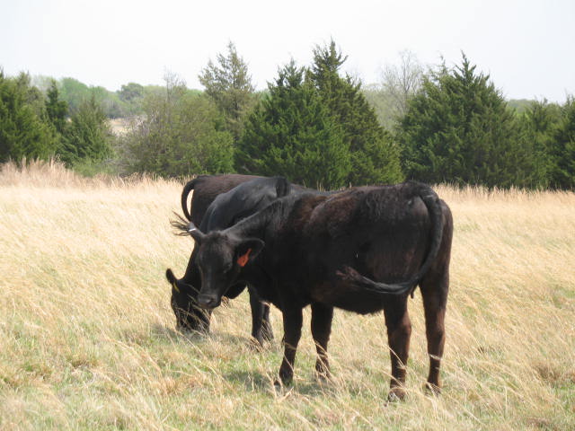 cows