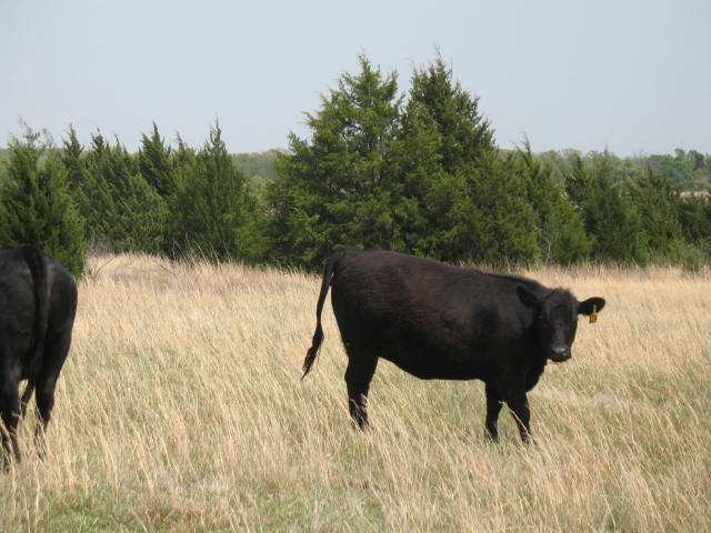 cows